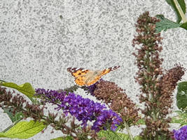 Butterfly on Bush In back garden 2