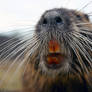 Nutria