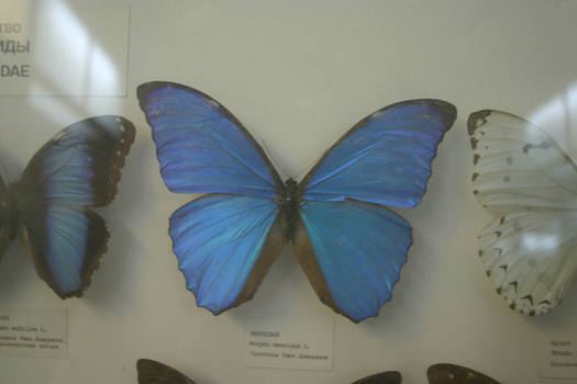 Morpho Menelaus Butterfly