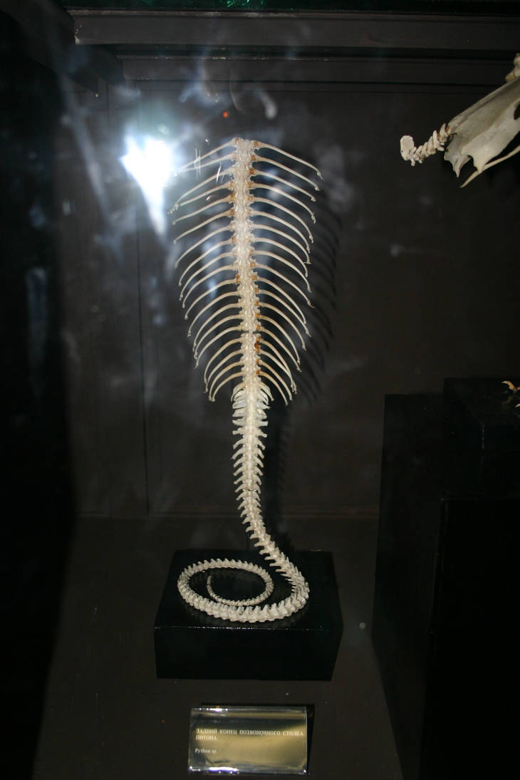 Python spine by Blackthorness on DeviantArt
