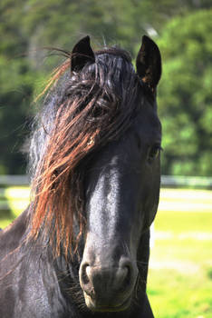 Friesian stallion headshot