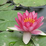 Lotus Flower