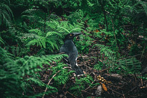 Pied Currawong