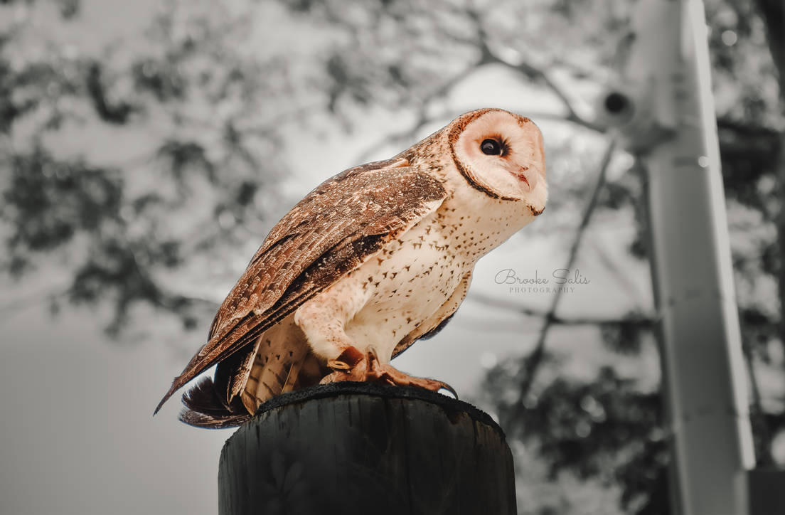 Barn Owl