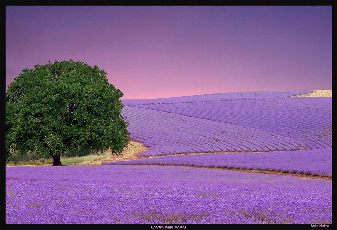 Lavender Farm 2 by gearbox