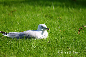 Seagull