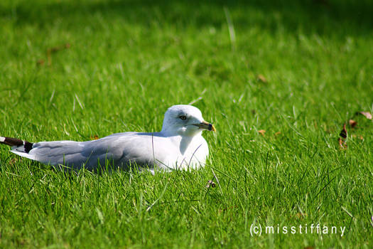 Seagull