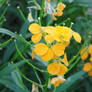 Yellow Flowers