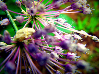 Allium cernuum - Nodding Wild Onion Edit