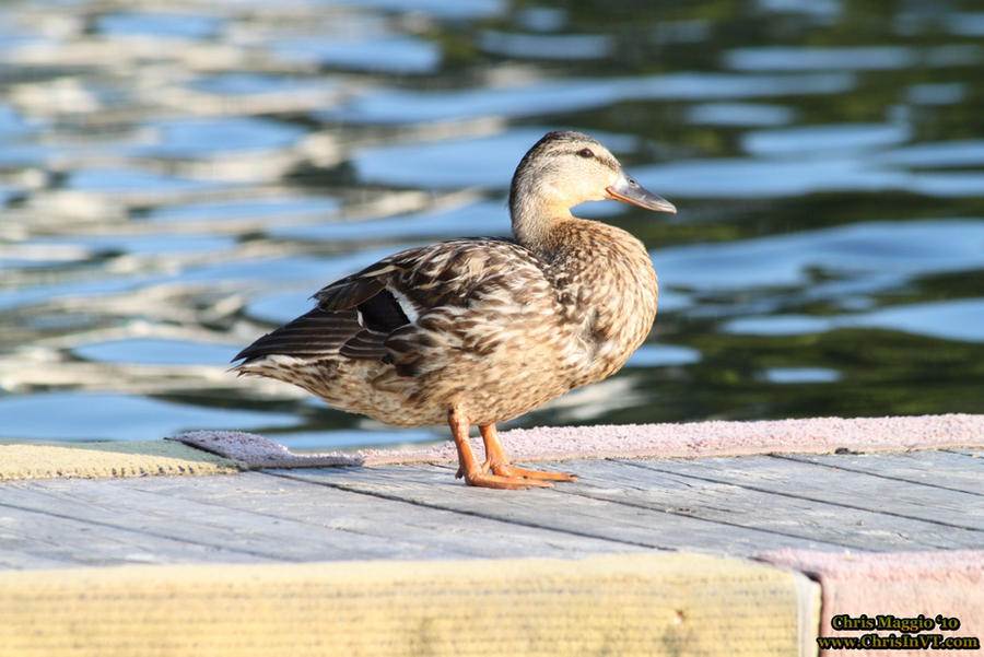 Duck Riding Deviantart Duck, waiting for his ride by ChrisInVT on DeviantArt