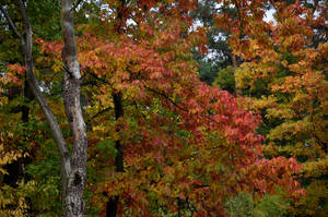 Autumn Color