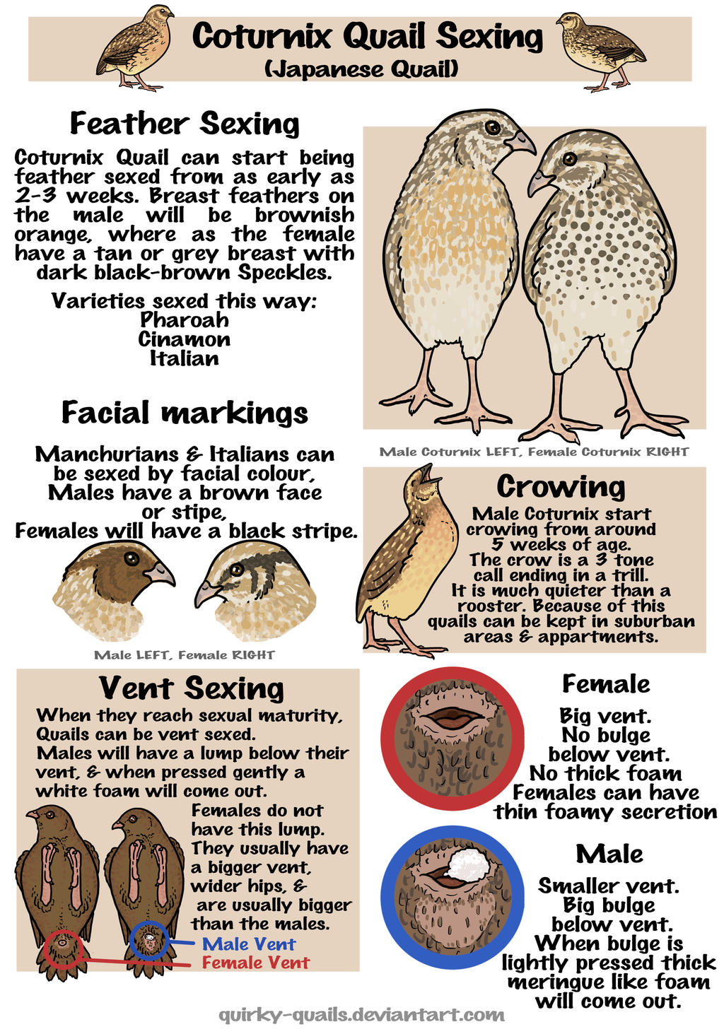 ing Coturnix By Quirky Quails On DeviantArt ing-coturnix-by-quirky-quails-on-deviantart