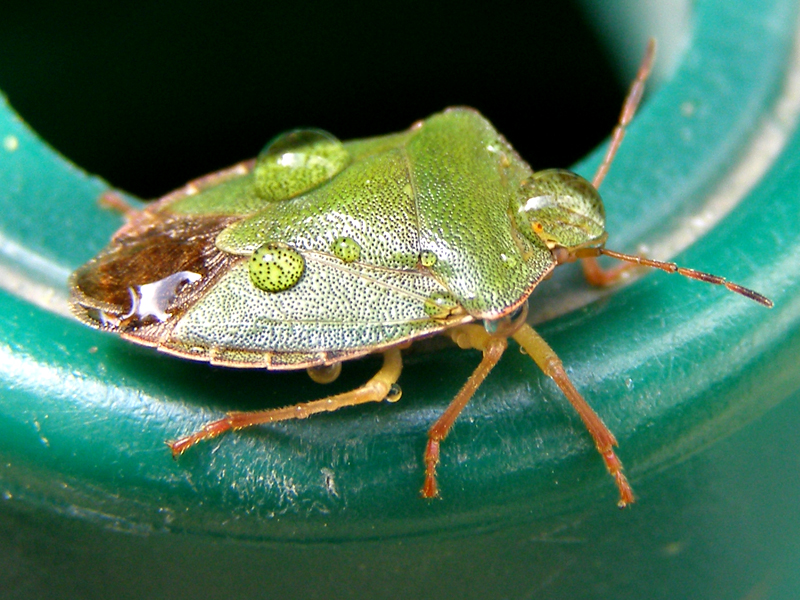 BUG-ger I'm all wet...