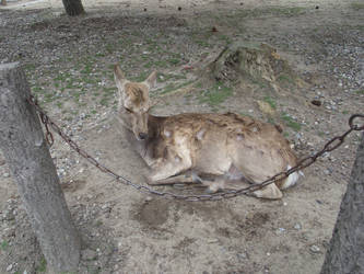 Nara park Deer18