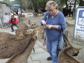 Nara park Deer22