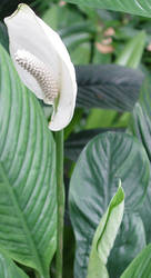 Pretty White Flower