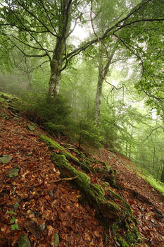 Life And Death Of The Trees