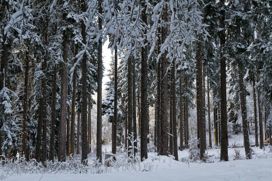 Trunks of Vercors