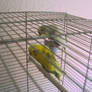 budgies09