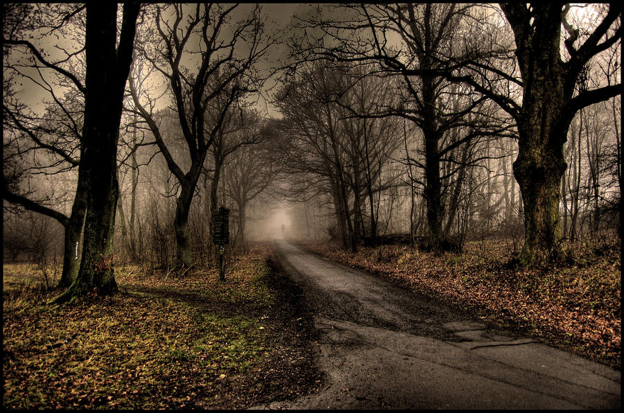Foggy forest by Roman89