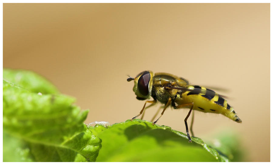 Hoverfly