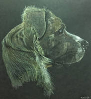 Molly in colored pencil 