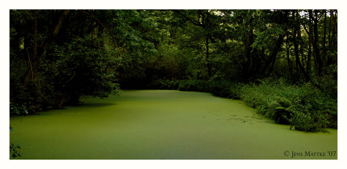 A lake in the woods