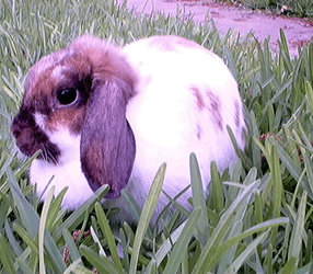 bunnyinthegrass