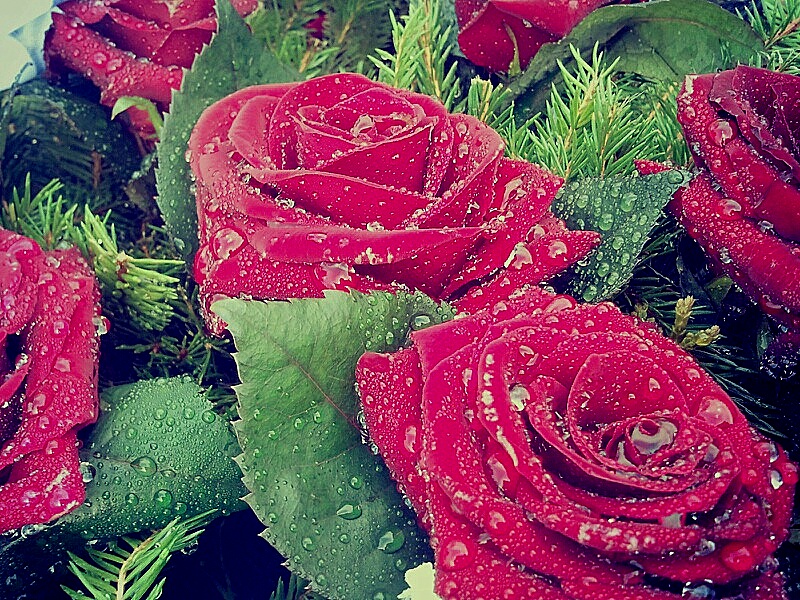 Roses