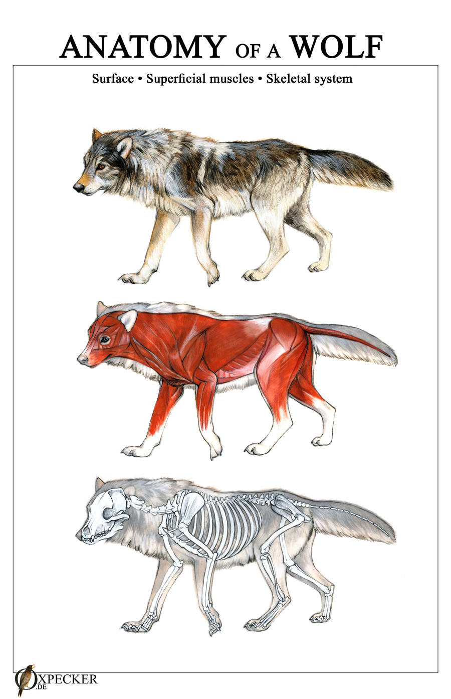Reference Wolf Head Anatomy - deepzwalkalone