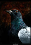 Portrait of a pigeon by oxpecker
