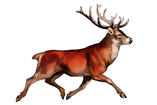 Trotting Red Deer