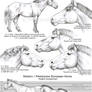 European Wild Horse Anatomy