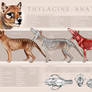 Thylacine Anatomy Poster