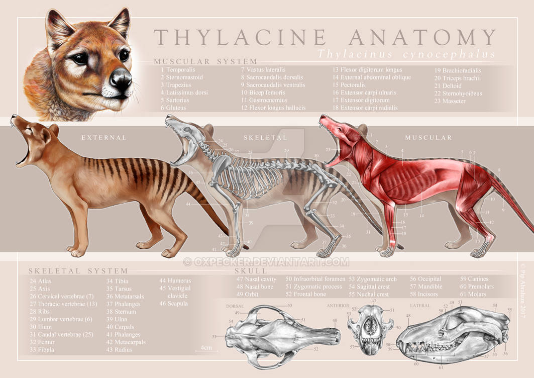 Thylacine Anatomy Poster
