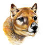 Thylacine Portrait