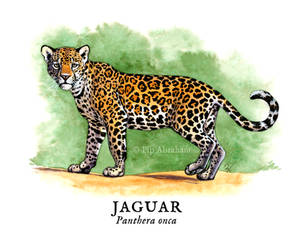 Jaguar