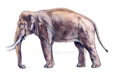 Asian Elephant