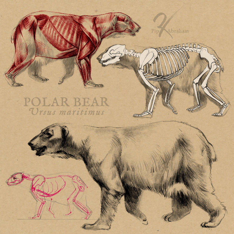 Особенности внутреннего строения медведя. Полярный медведь Anatomy. Анатомия медведя. Строение медведя. Мышцы медведя.