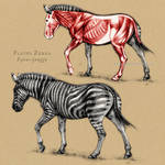 Plains Zebra Anatomy by oxpecker