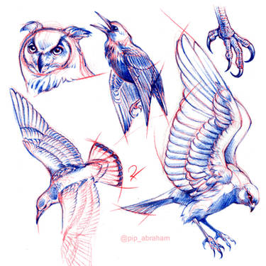 Bird anatomy studies