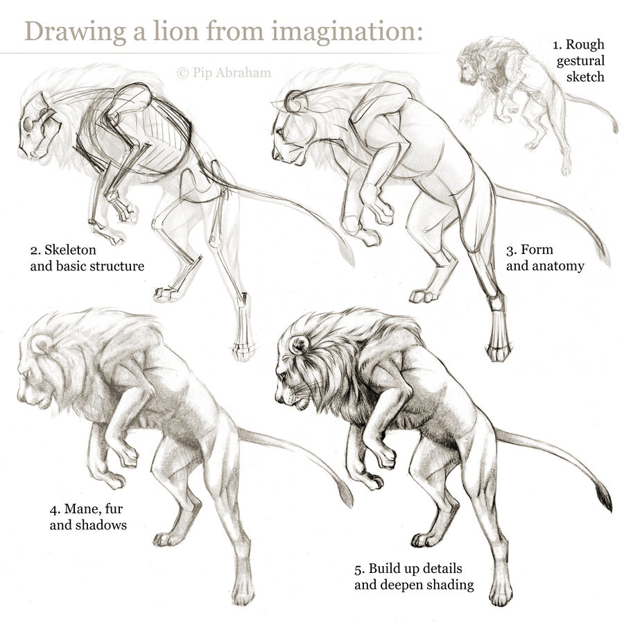 Tutorial: Drawing a lion from imagination by oxpecker on DeviantArt