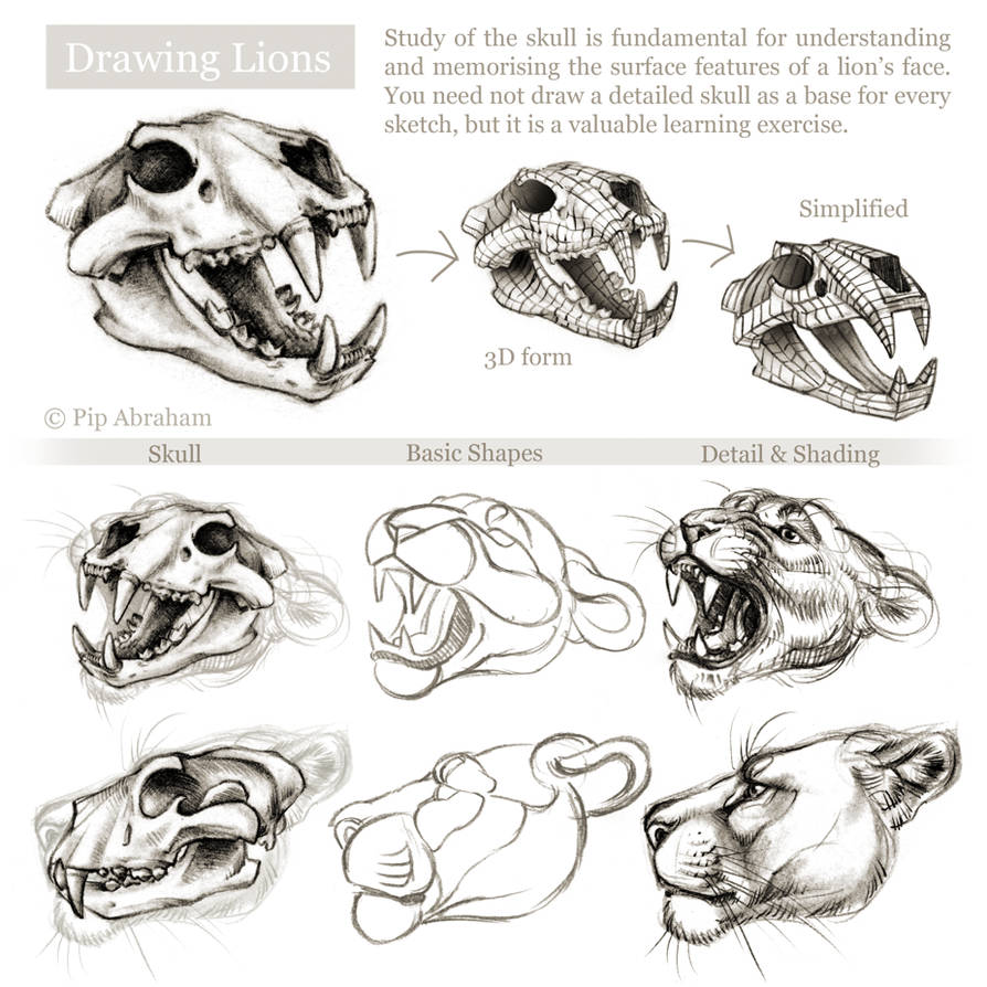 Tutorial: Drawing the head and face of a lion by oxpecker on DeviantArt