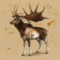 Megaloceros giganteus - Irish elk
