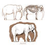 Anatomy study - Asian elephant