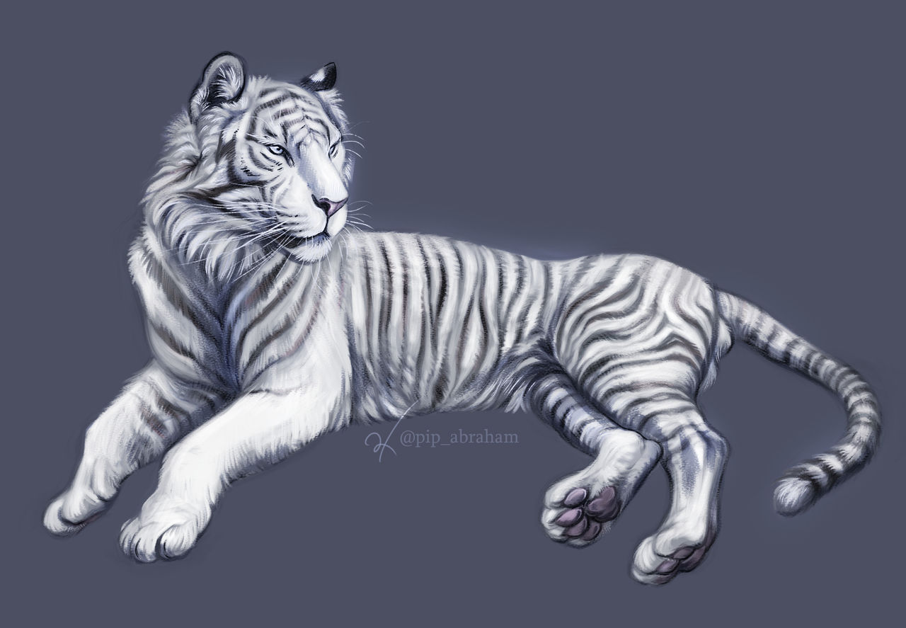 White tiger by oxpecker on DeviantArt