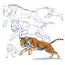Tiger sketch process