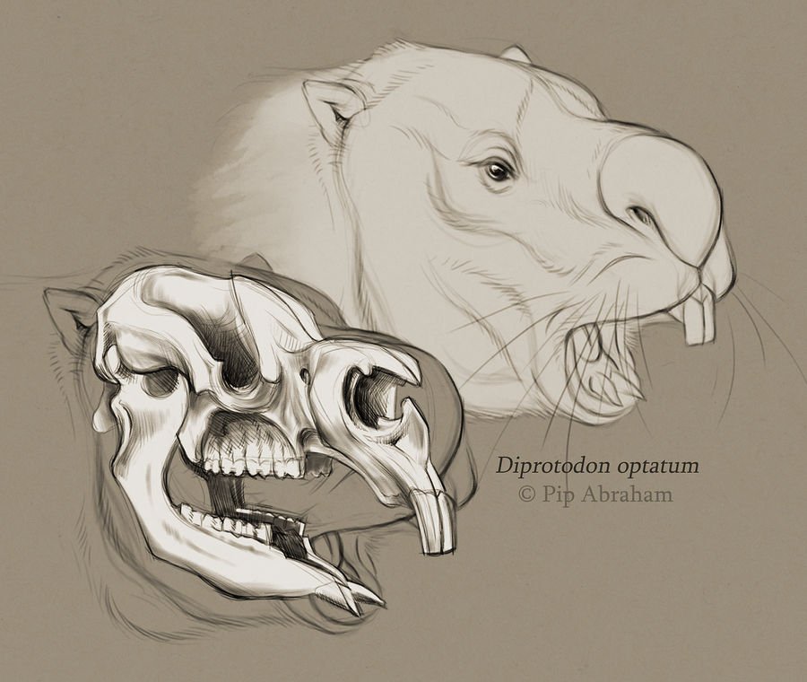 #Draw30Animals 2: Megafauna - Diprotodon by oxpecker on DeviantArt