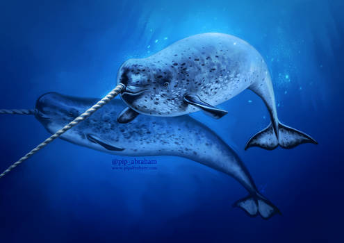 #Draw30Animals 7: Deep sea - Narwhals