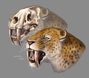 #Draw30Animals 8: Teeth - Smilodon